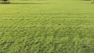 Freshly installed green sod lawn showcasing professional landscaping in Lakeland, FL