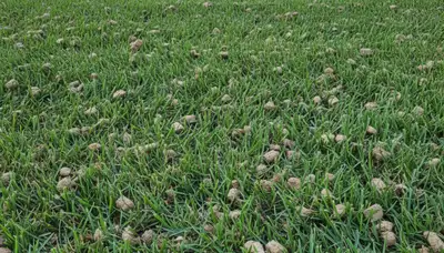 Lakeland FL lawn recovering after aeration by Chop Chop Landscaping showing greener, denser turf growth
