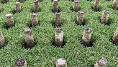 Close-up of soil core plugs after professional lawn aeration in Lakeland, FL by Chop Chop Landscaping
