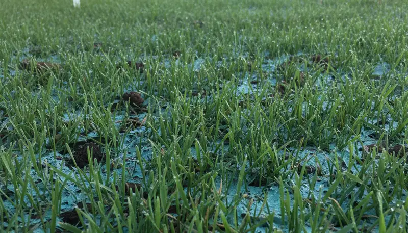 Hydroseeded lawn seedlings sprouting into lush green grass in Lakeland, FL by Chop Chop Landscaping